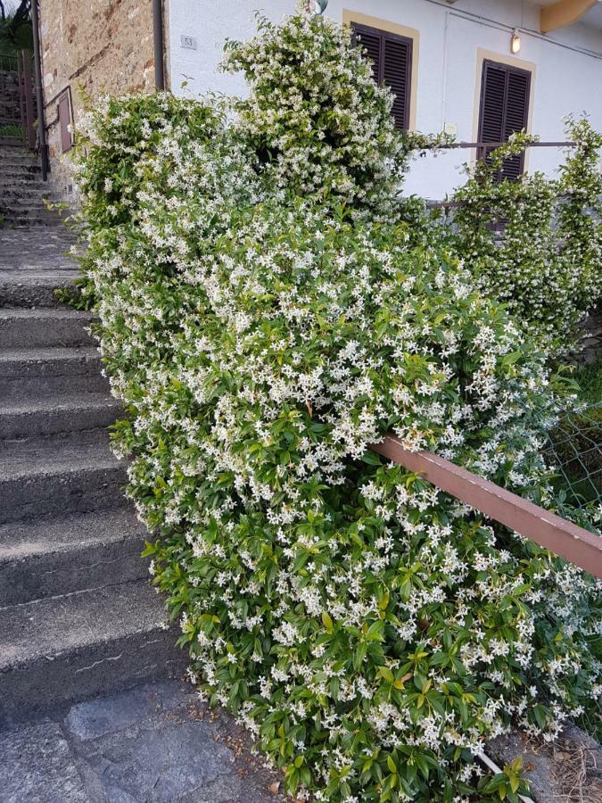فيلا La Palma Miazzina المظهر الخارجي الصورة